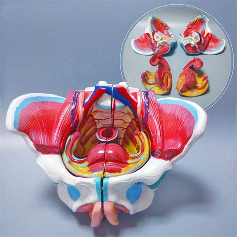 Vagina Medical Anatomy Model Female Reproductive System