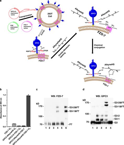 Engineered Gpc3 Interacts With Fzd 7 Cells Transfected With Gpc3 O And Download Scientific