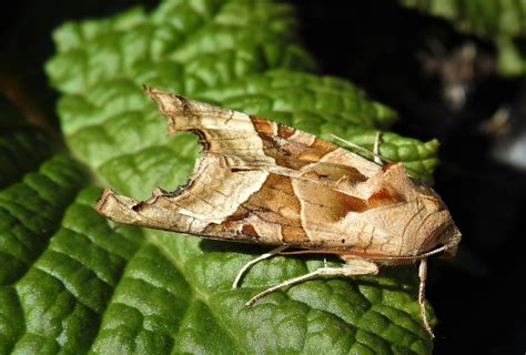 Angle Shades Moth Is A Common Visitor To Sheffield Gardens The Star