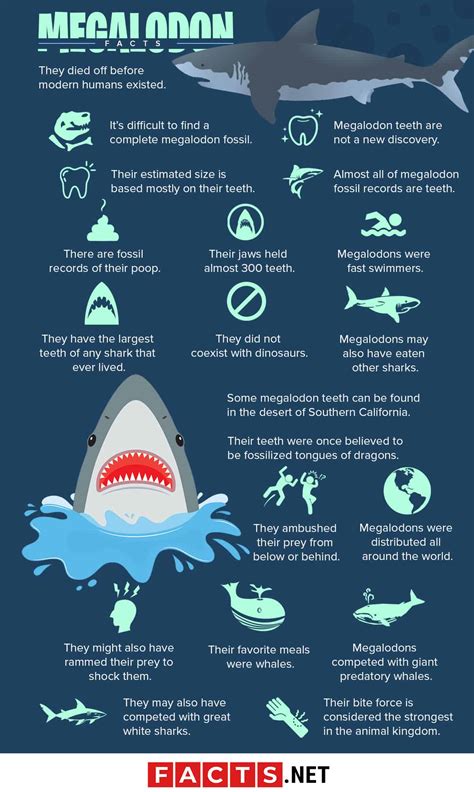 60 Massive Megalodon Facts About The Biggest Shark Ever