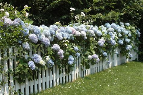 10 Gorgeous Plants To Grow Against A Fence Flowers To Edibles