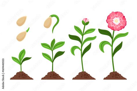 Flower Growing Stages Stock Illustrations 1 233 Flower Growing Clip