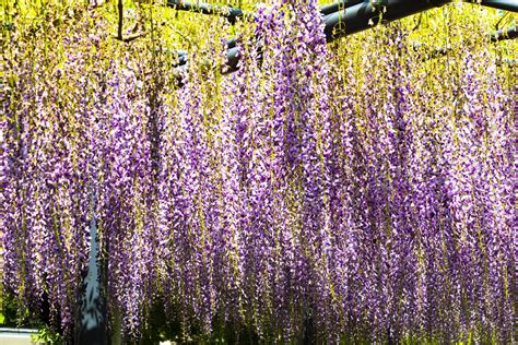 10 Best Places To See Wisteria In Japan Japan Web Magazine