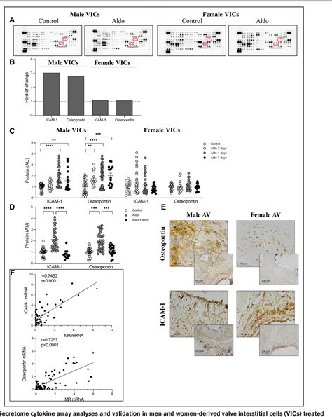 Figure 1 From Sex Related Signaling Of Aldosterone Mineralocorticoid