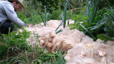 Vorteile Von Schafwolle Als D Nger Im Garten Anleitung