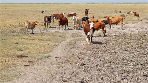 Crisis Climática Siete Millones De Hectáreas En Argentina Afectadas Severamente Por Sequías