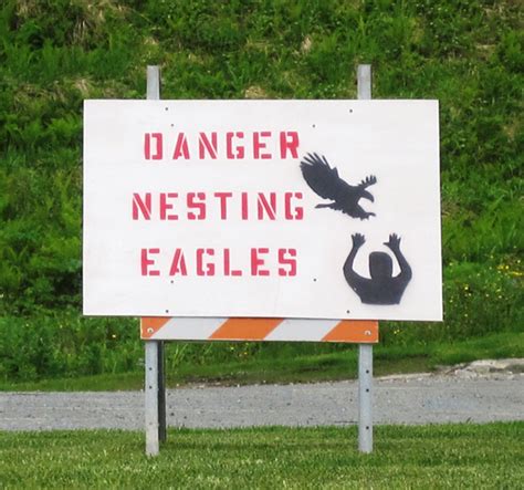 Eagles nesting, swooping again near Unalaska clinic