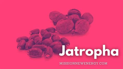 jatropha  awesome health benefits