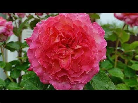 Роза Горджес🤗🌹 - вы утонете в цвете этой розы😉. Цветение 2024 - YouTube