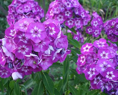 Флокс метельчатый Успех l Русские Семена - интернет-магазин.