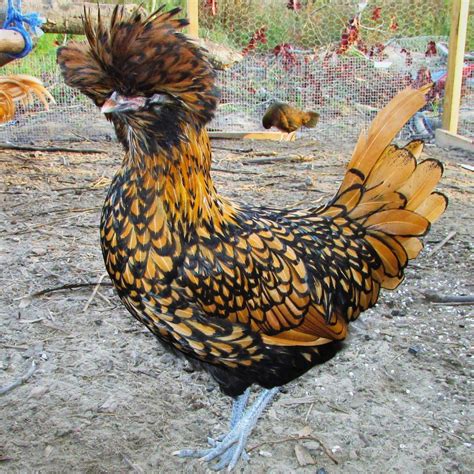 Blue Kings - Blue Laying Fully Crested Hybrid - BackYard Chickens Community