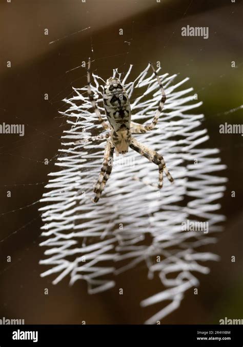 Juvenile Black And Yellow Garden Or Argiope Spider In The Center Of The