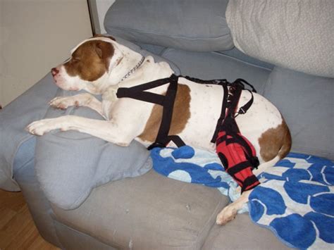 Dog Knee Brace Experiences - Do Braces Work For Torn Ligaments?