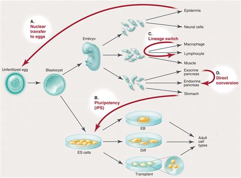 Nuclear Reprogramming In Cells Science