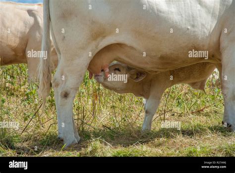 Kleine Kalb Saugen Milch Von Der Mutter Kuh Euter Mit Milchig Gesicht