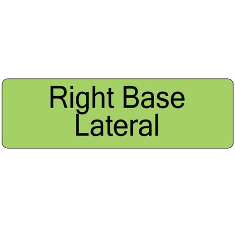 base lateral mermed