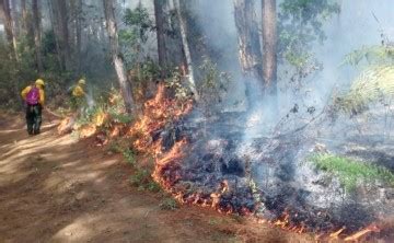 Incendios Forestales En Guatemala Consume Hect Reas