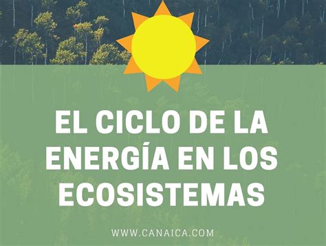 Flujo de energía en un diagrama del ecosistema de la selva tropical