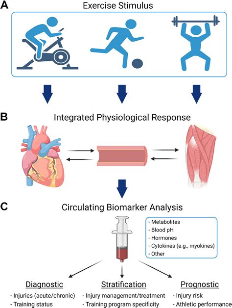 Impacts Of Circulating Micrornas In Exercise Induced Vascular Remodeling American Journal Of