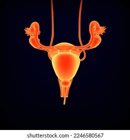 Female Urinary System Reproductive System Cross Stock Illustration