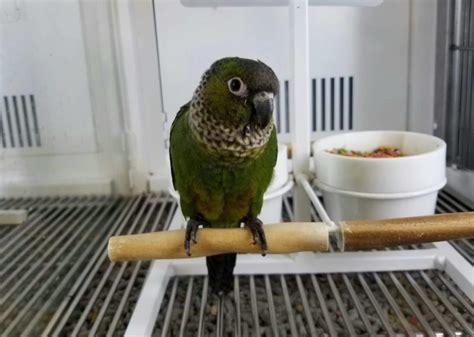 Black-Capped Conure: Info, Personality, Food & Care Guide (With ...