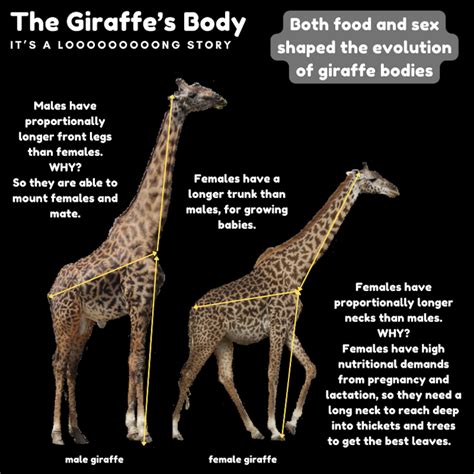 Why Do Giraffes Have Long Necks Researchers May Finally Have The Answer