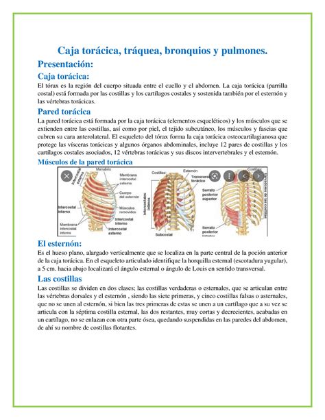 Caja Tor Cica Caja Tor Cica Caja Tor Cica Tr Quea Bronquios Y