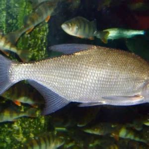 how to clean bream