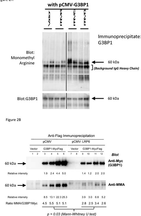 Figure 2 From A Gtpase Activating Proteinbinding Protein G3bp1