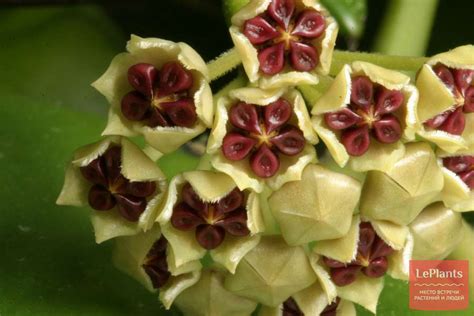 Хойя Керра (Hoya kerrii) — описание, выращивание, фото | на LePlants.ru