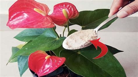 Anturio, a handful is enough to make it flourish like never before: it ...