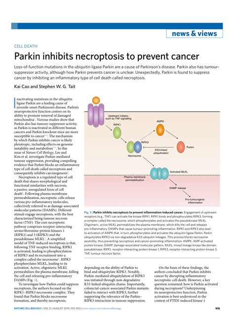 PDF Parkin Inhibits Necroptosis To Prevent Cancer