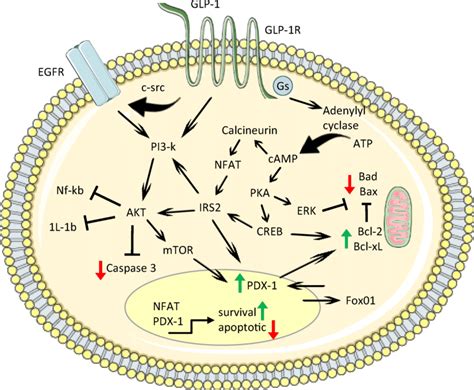 Beta Cell Survival And Apoptotic Signaling Pathways Prosurvival