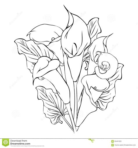 Calla Lily Coloring Pages At Free Printable