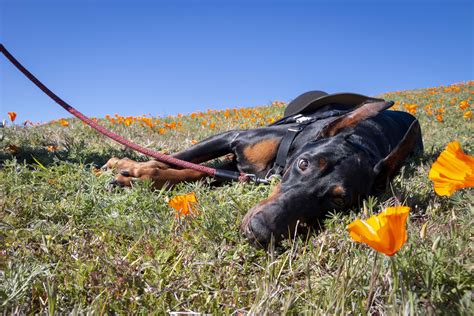 Funeral Services at Betz, Rossi, Bellinger & Stewart 6