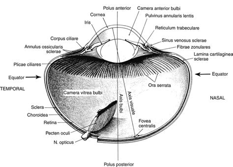 An example of the anatomy of an avian eye. [From Whittow (60) with ...