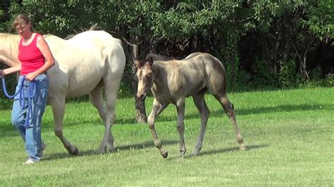 2013 One Hot Krymsun Buckskin Filly YouTube