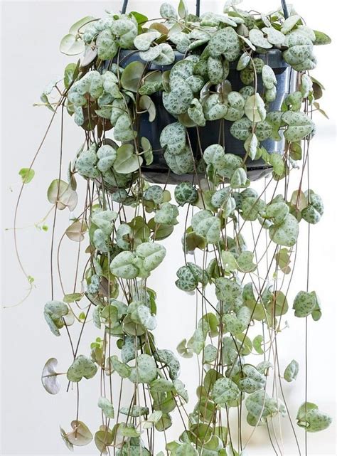 Церопегия вуда в интерьере: 79 фото