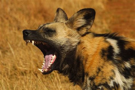 African Wild Dog Facts - Animal Facts Encyclopedia