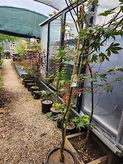 Hutchins Maples We Investigated And What We Found Was Disturbing