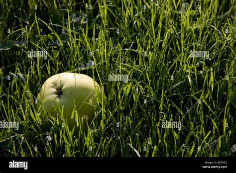 Apple In Dewy Grass Stock Photo Alamy