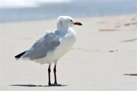 Are There Seagulls In Hawaii Hawaii Bird Guide