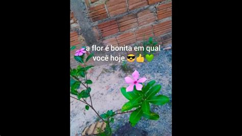 Google Você é Bonita - 6