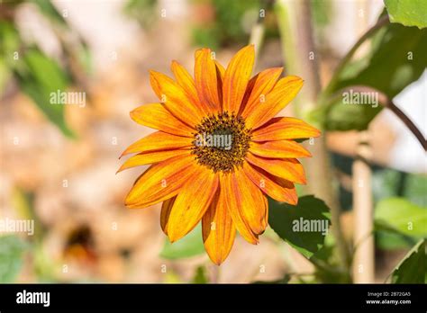 Close-up / macro of orange & yellow colored african daisy flower ...