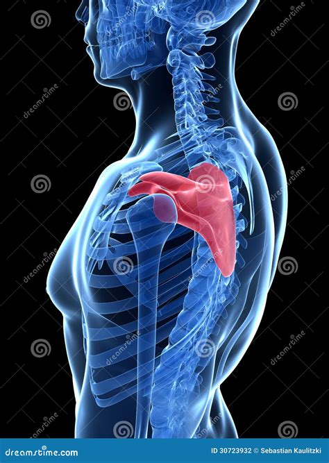 Broken shoulder blade recovery time. Broken Shoulder Blade Recovery