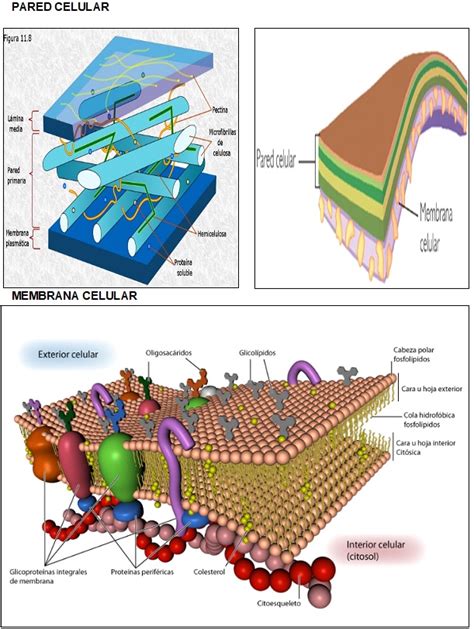 PARED Y MEMBRANA CELULAR