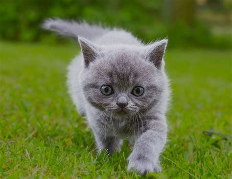 Kitten Care Plus Plan | Maynard Animal Hospital