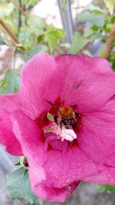 Kostenloser Versand Hibiskus Flower Tower Ruby Lubera De