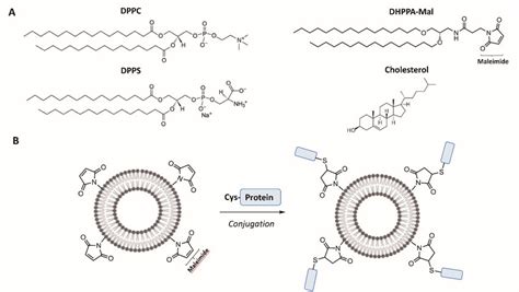 Schematic Diagram To Illustrate Conjugation Of Recombinant Protein To