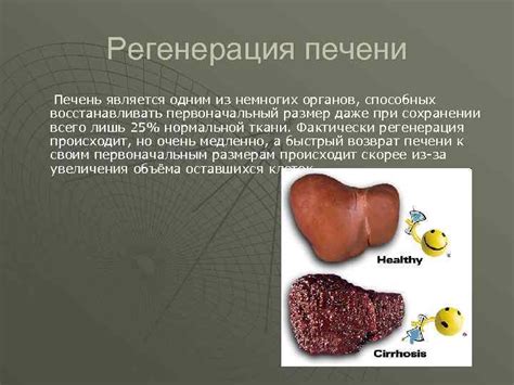 Печень лат hepar греч jecor жизненно важный